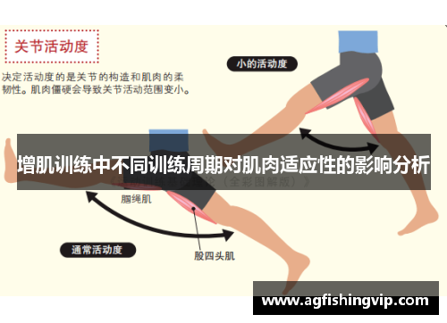 增肌训练中不同训练周期对肌肉适应性的影响分析